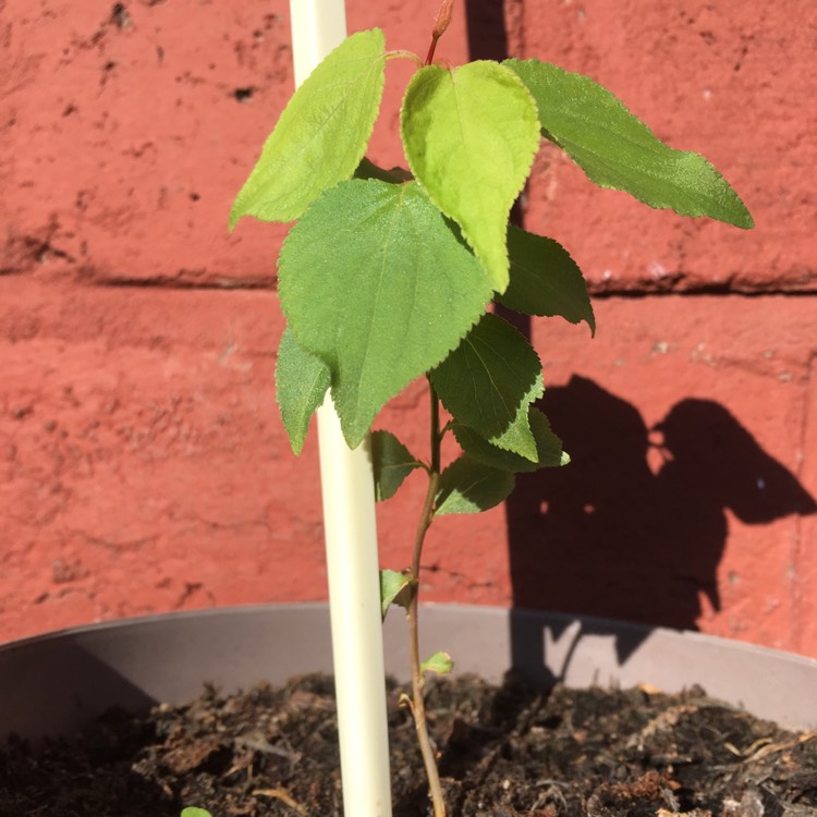 plant image 684391