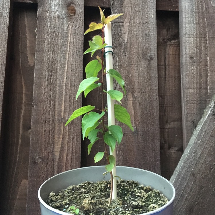 plant image 730038
