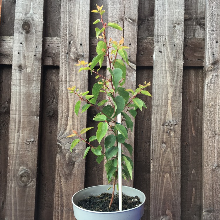 plant image 771924