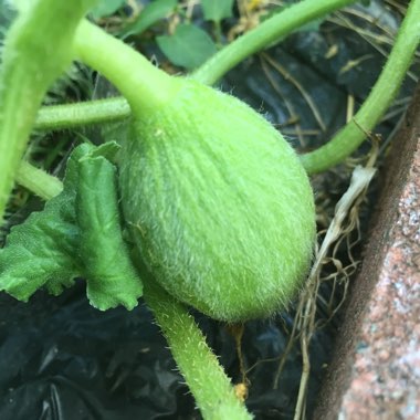 Cucumis Melo var. Inodorus