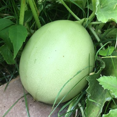 Cucumis melo var. reticulatus