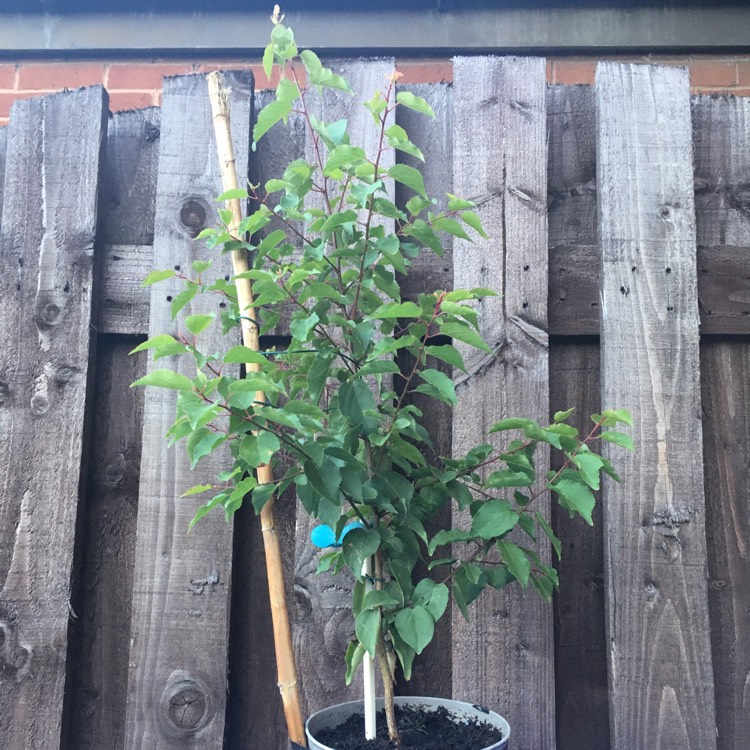 plant image 808383