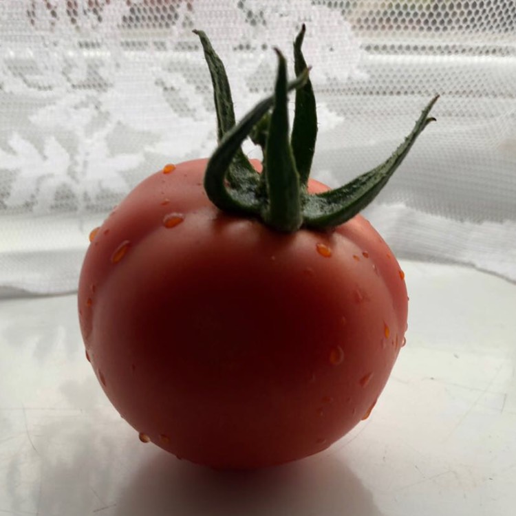 plant image 824678 plant image 824678