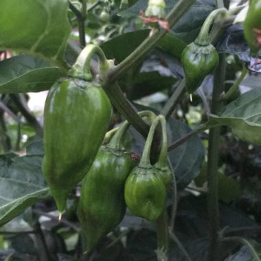 Capsicum Chinense 'Habanero'