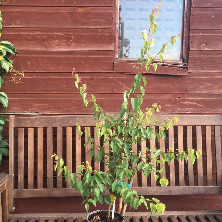 plant image 840527