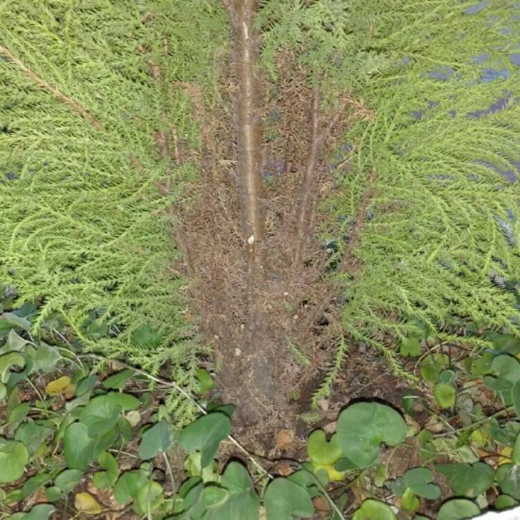 Plant image x Cuprocyparis leylandii