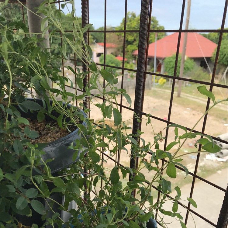 Plant image Stevia rebaudiana