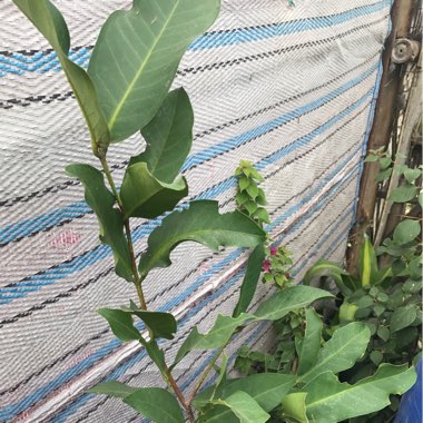 Syzygium samarangense