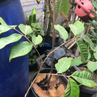 Nephelium lappaceum