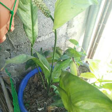 Spathiphyllum 'Domino'