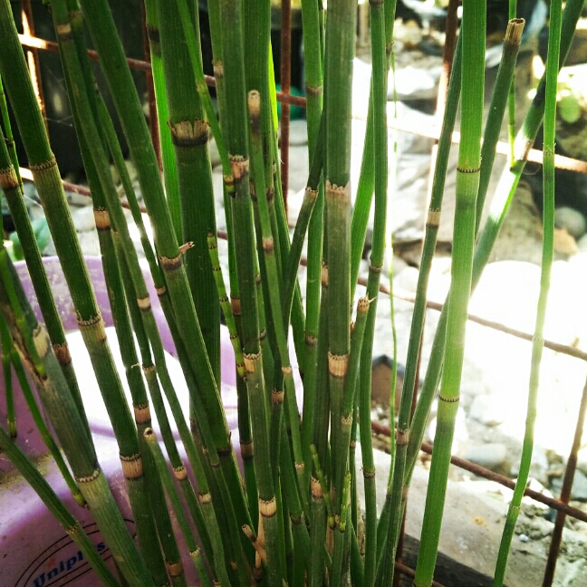 Plant image Equisetum Hyemale syn. Equisetum Japonica