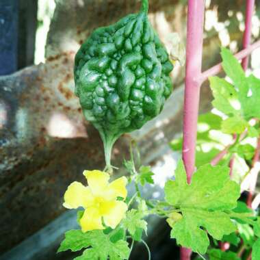 Momordica charantia