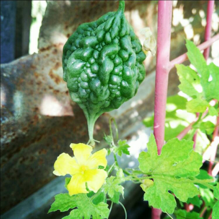 Plant image Momordica charantia