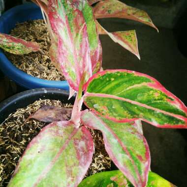 Aglaonema 'Siam'