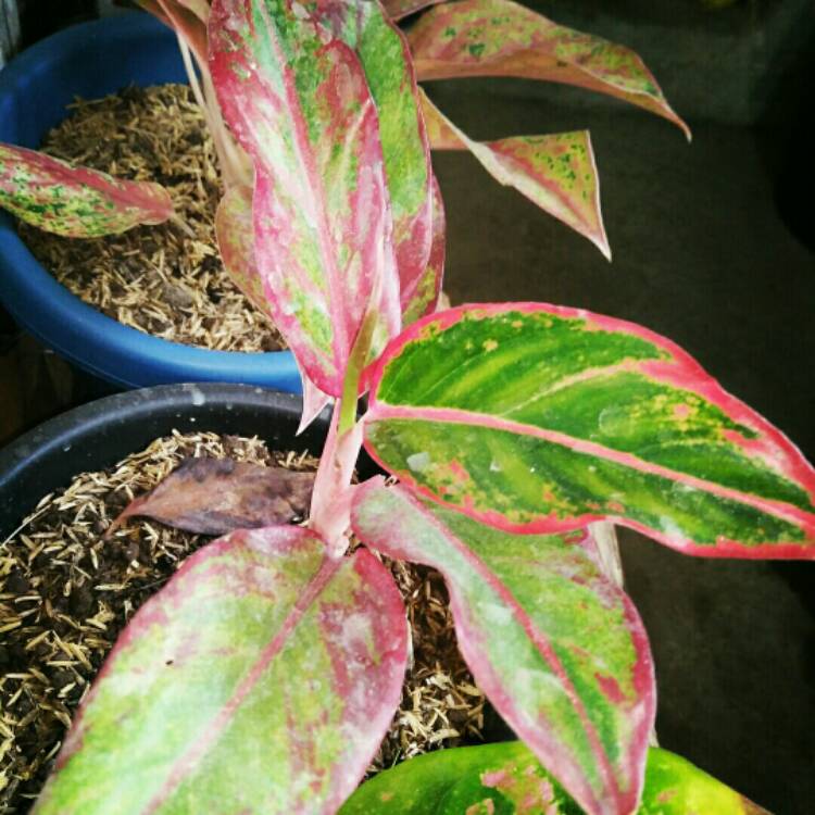 plant image 318119
