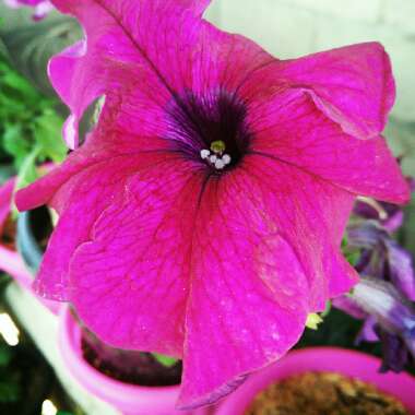 Petunia