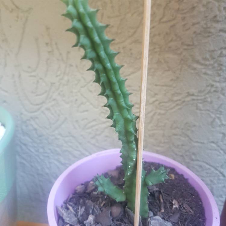 Plant image Stapelia verrucosa