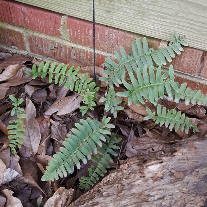 plant image 774983
