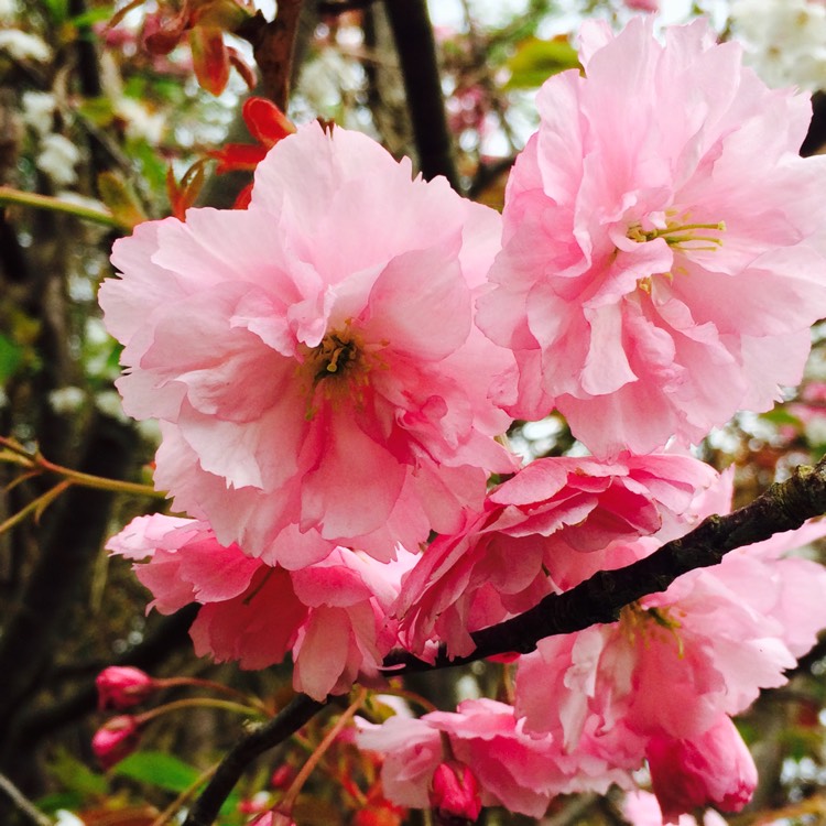 Prunus перевод. Вишня мелкопильчатая Amanogawa. Сакура вишня мелкопильчатая бонсай. Prunus serrulata (вишня мелкопильчатая). Сакура Кику шидаре.