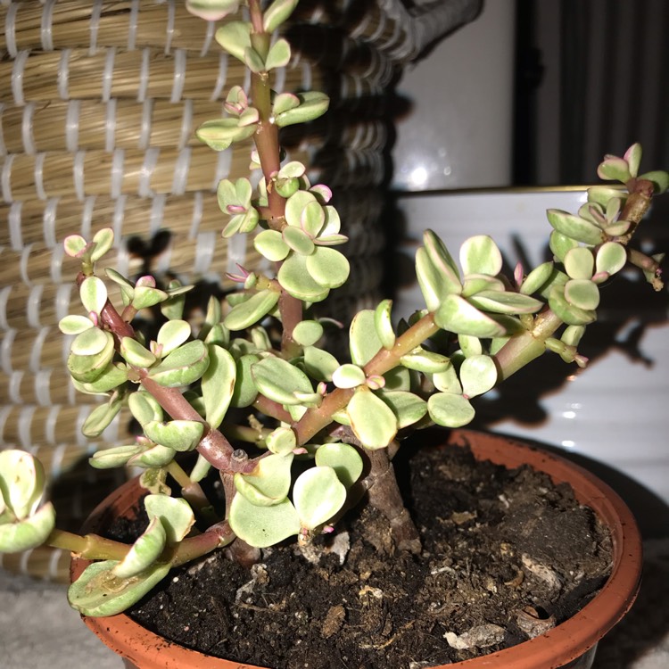 Plant image Portulacaria Afra 'Tricolour'.