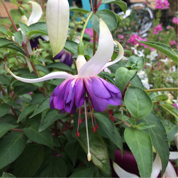 Plant image Fuchsia 'Blue Angel'