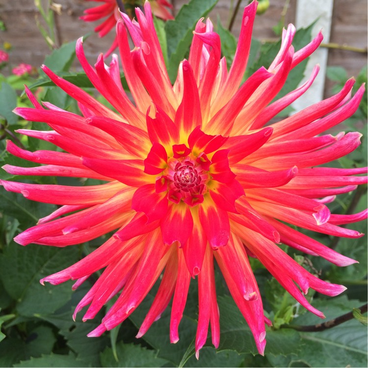 Plant image Dahlia 'Tahiti Sunrise'
