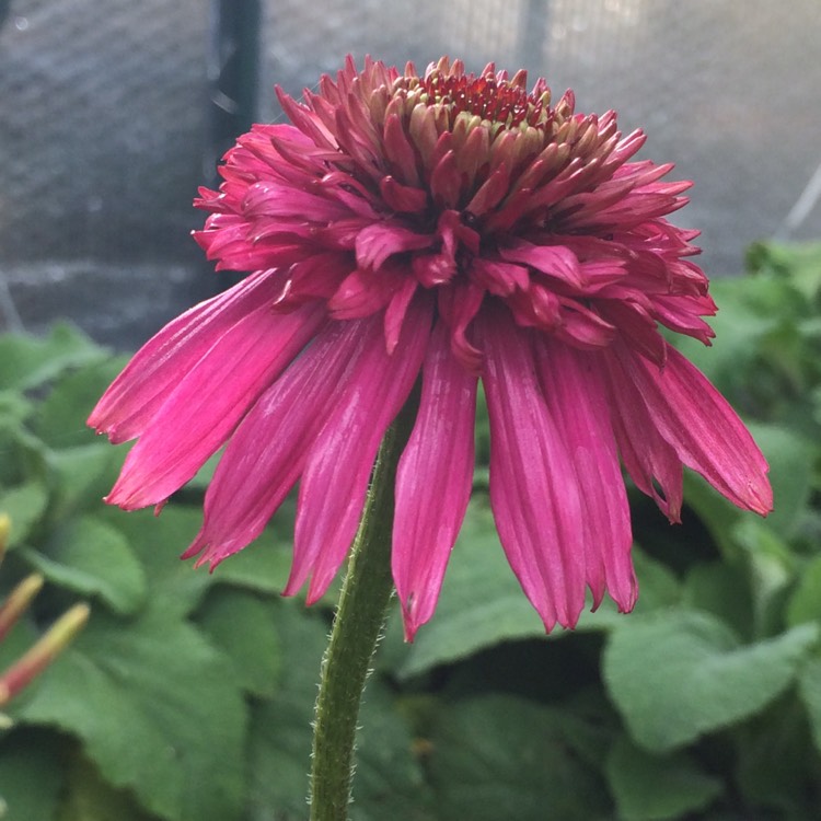 plant image 266316
