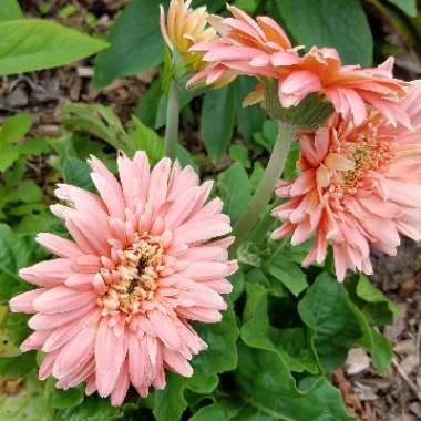 Gerbera 'Sweet Glow'
