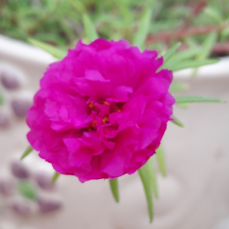 Plant image Portulaca grandiflora 'Pink'