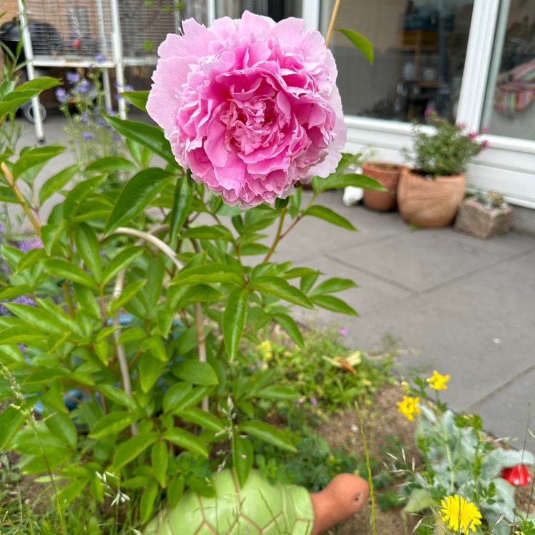 Plant image Paeonia lactiflora 'Angel Cheeks'