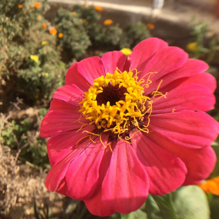 plant image 382069