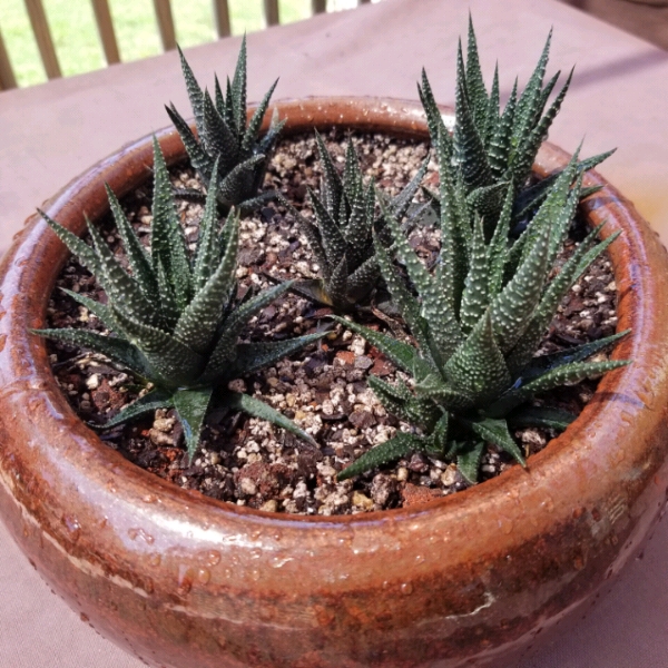 plant image 1396945