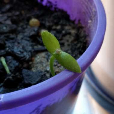 Dragon Fruit Cactus