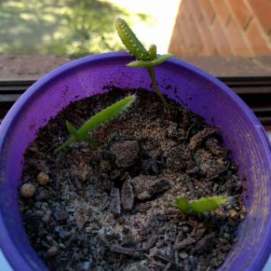 Dragon Fruit Cactus
