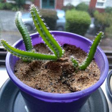 Dragon Fruit Cactus