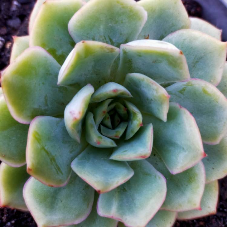 Plant image Echeveria Californica Queen