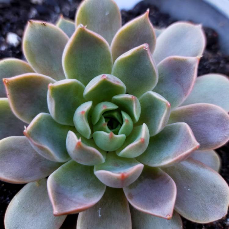 Plant image Echeveria Parks Pop Candy
