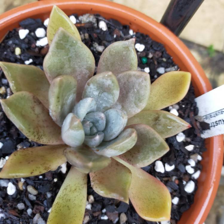 plant image 1321529