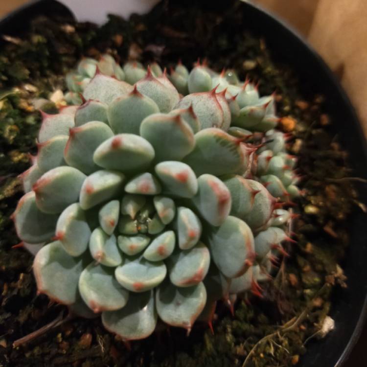 Plant image Echeveria Minima White Form