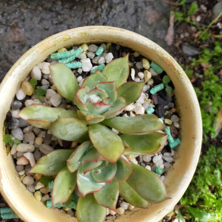 Plant image Echeveria 'Moon Godess'