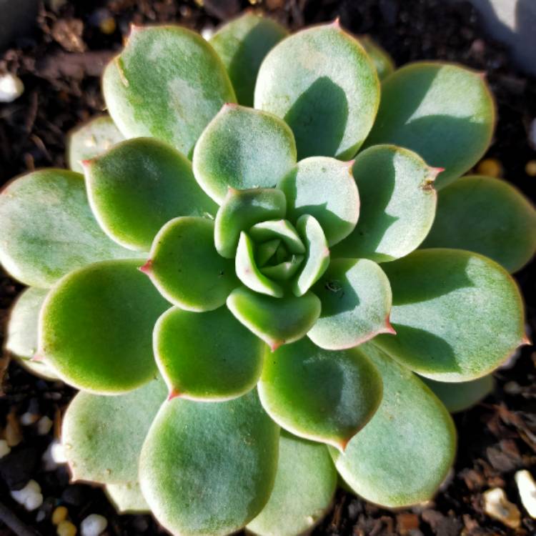 plant image 1328820