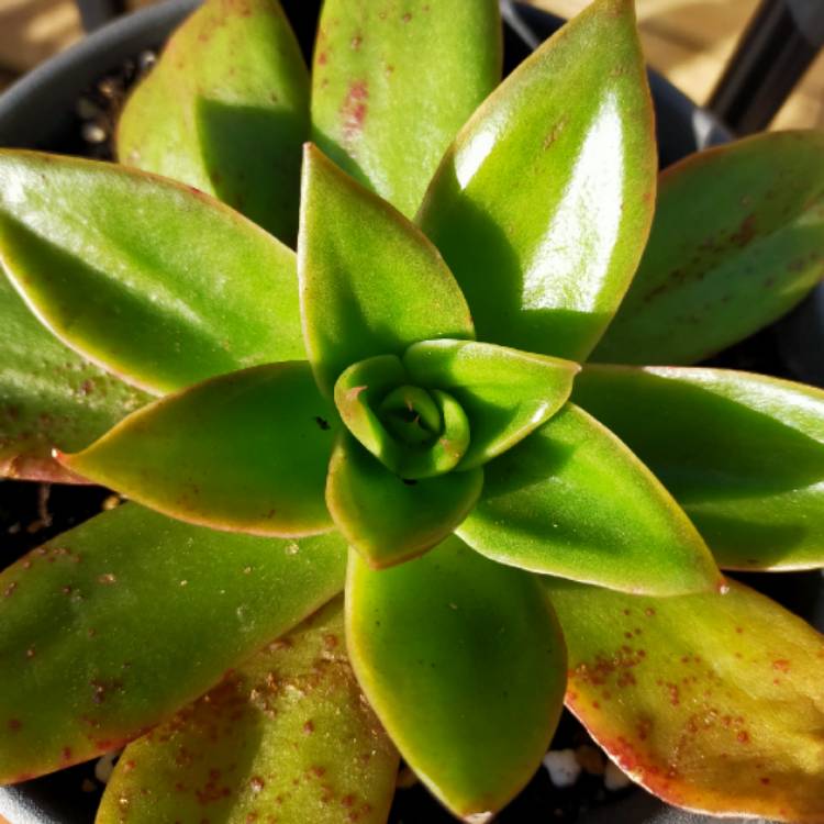 plant image 1328822