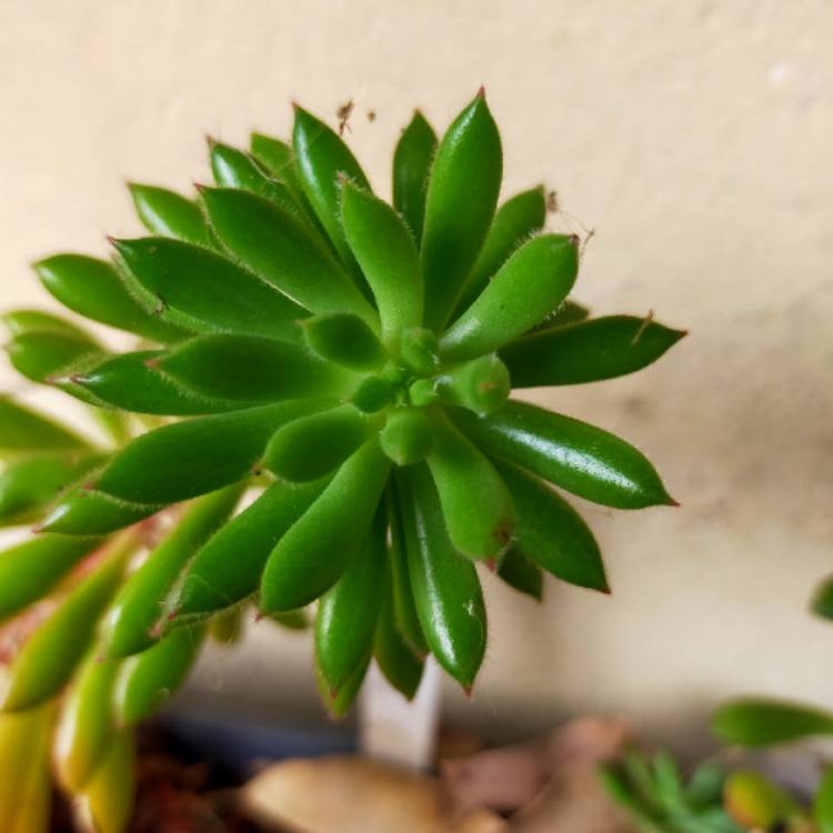 plant image 1328991