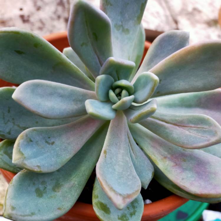 Plant image Echeveria Lady grey