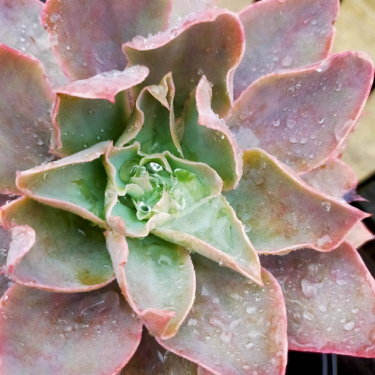 Plant image Echeveria Morning Light