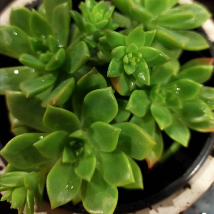 plant image 1332929