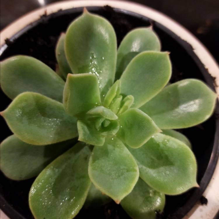 plant image 1332932