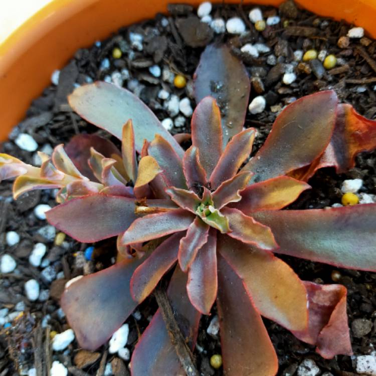 Plant image Echeveria Minas