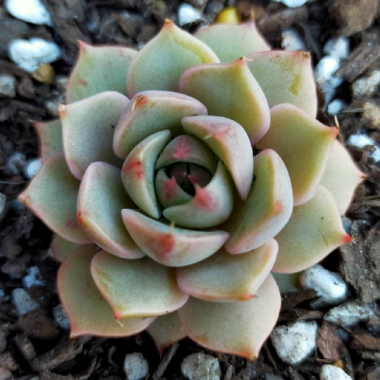 plant image 1347803