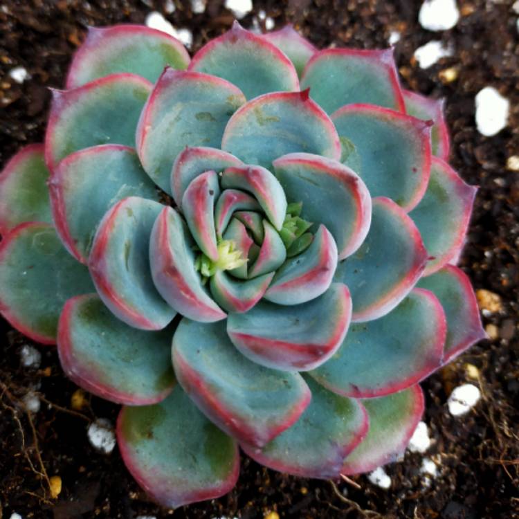 Plant image Echeveria Haru Urara